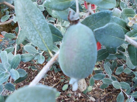 fruitwood_image_unavailable3